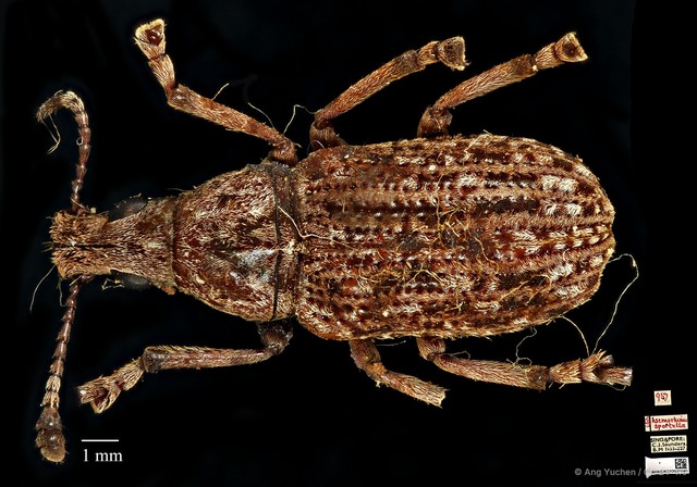 Asemorhinus sportella