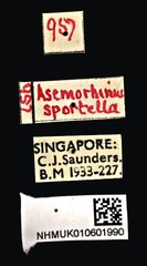 Asemorhinus sportella • All Rights Reserved Museum Label