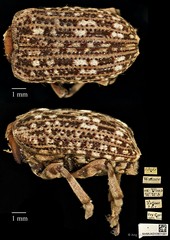 Asemorhinus sportella • © Ang Yuchen • CC BY 4.0