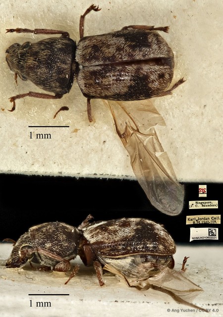 Autotropis modesta • © Ang Yuchen • CC BY 4.0