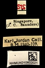 Autotropis modesta • All Rights Reserved Museum Label