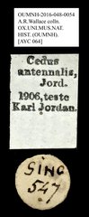Cedus antennalis • All Rights Reserved Museum Label