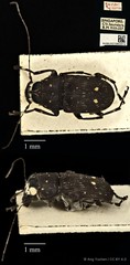 Cedus camelinus • © Ang Yuchen • CC BY 4.0