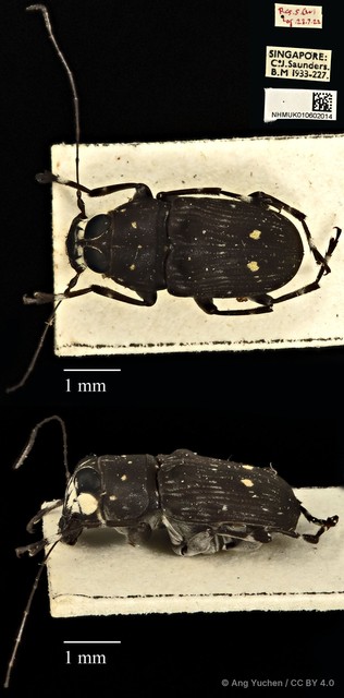Cedus camelinus • © Ang Yuchen • CC BY 4.0