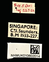 Cedus camelinus • All Rights Reserved Museum Label