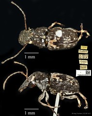 Cedus cephalotes • © Ang Yuchen • CC BY 4.0