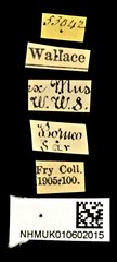 Cedus cephalotes • All Rights Reserved Museum Label