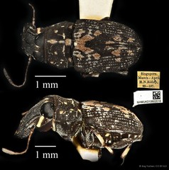 Cedus cephalotes • © Ang Yuchen • CC BY 4.0