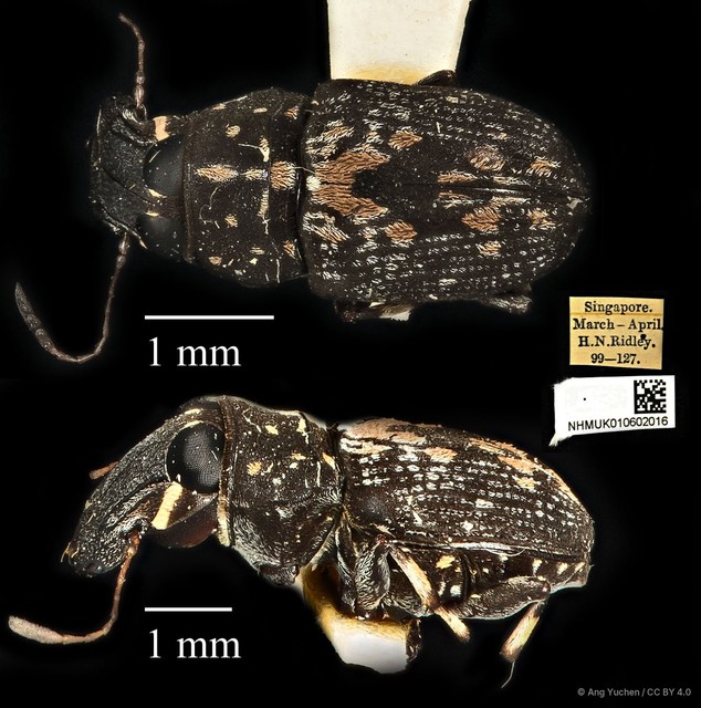 Cedus cephalotes