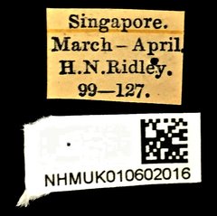 Cedus cephalotes • All Rights Reserved Museum Label