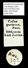 Cedus guttatus • All Rights Reserved Museum Label