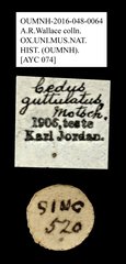 Cedus guttulatus • All Rights Reserved Museum Label
