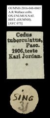 Cedus tuberculatus • All Rights Reserved Museum Label