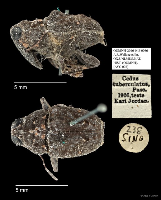 Cedus tuberculatus