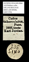 Cedus tuberculatus • All Rights Reserved Museum Label