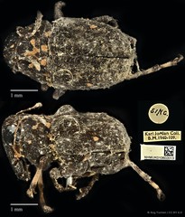 Cedus tuberculatus • © Ang Yuchen • CC BY 4.0