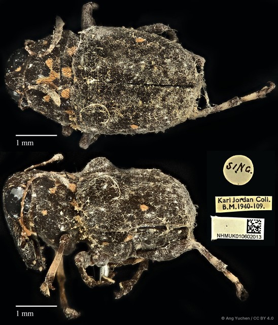 Cedus tuberculatus • © Ang Yuchen • CC BY 4.0