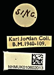 Cedus tuberculatus • All Rights Reserved Museum Label