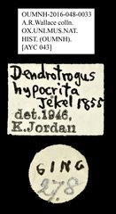 Dendropemon hypocrita • All Rights Reserved Museum Label