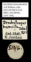 Dendropemon hypocrita • All Rights Reserved Museum Label
