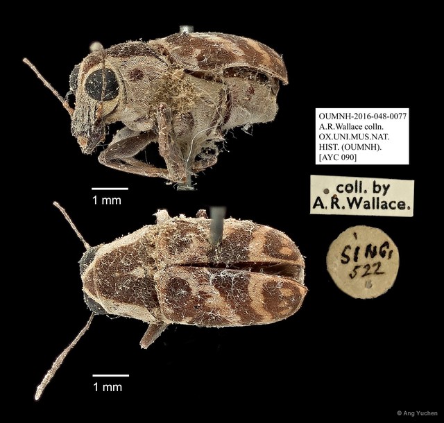 Echotropis sp. "AYC 090" • © Ang Yuchen • All Rights Reserved