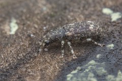 Eucorynus crassicornis (J.C.Fabricius, 1802)
