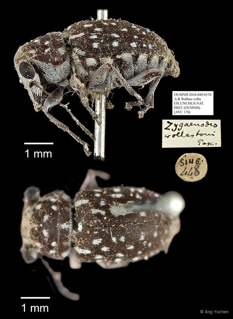 Exechesops wollastoni