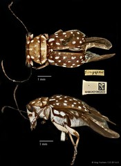 Exechesops wollastoni • © Ang Yuchen • CC BY 4.0