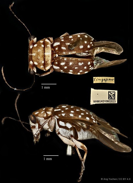 Exechesops wollastoni