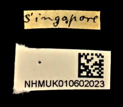 Exechesops wollastoni • All Rights Reserved Museum Label