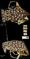 Exechesops wollastoni (Pascoe, 1859)