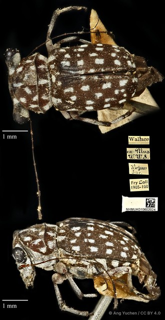 Exechesops wollastoni • © Ang Yuchen • CC BY 4.0