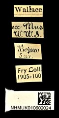 Exechesops wollastoni • All Rights Reserved Museum Label