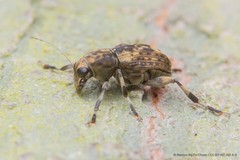 Habrissus omadioides • © Marcus Ng Fu Chuan • CC BY-NC-ND 4.0