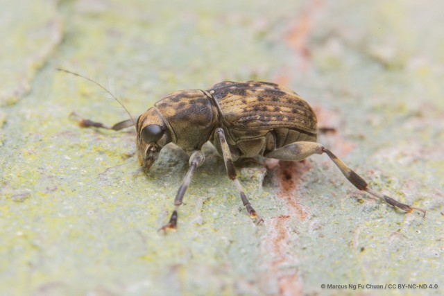 Habrissus omadioides • © Marcus Ng Fu Chuan • CC BY-NC-ND 4.0