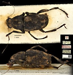 Habrissus omadioides • © Ang Yuchen • CC BY 4.0