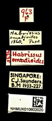 Habrissus omadioides • All Rights Reserved Museum Label