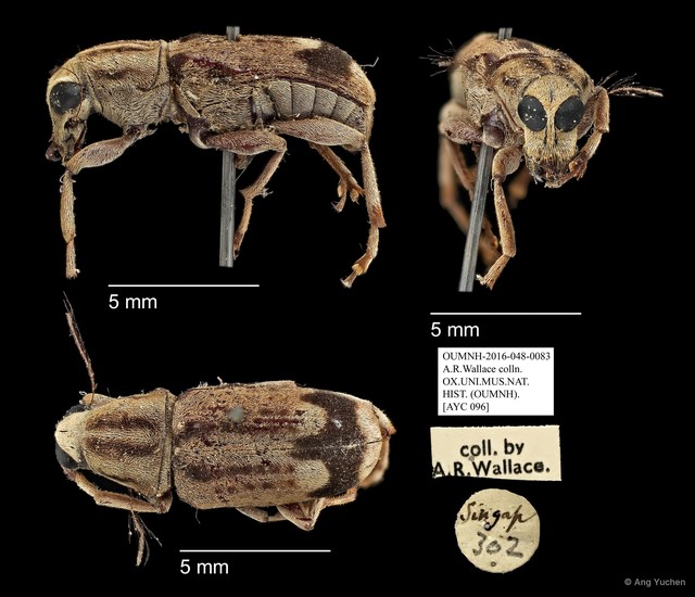 Habrissus ramosus