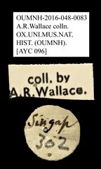 Habrissus ramosus • All Rights Reserved Museum Label