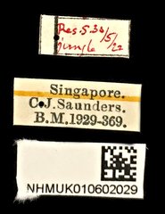 Hucus dives • All Rights Reserved Museum Label