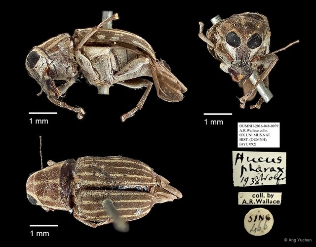 Hucus pharax