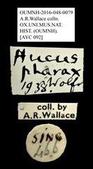 Hucus pharax • All Rights Reserved Museum Label