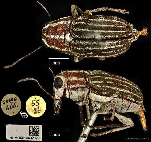 Hucus pharax • © Ang Yuchen • CC BY 4.0