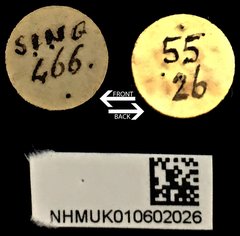 Hucus pharax • All Rights Reserved Museum Label