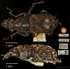 Hypseus brunneus • © Ang Yuchen • CC BY 4.0