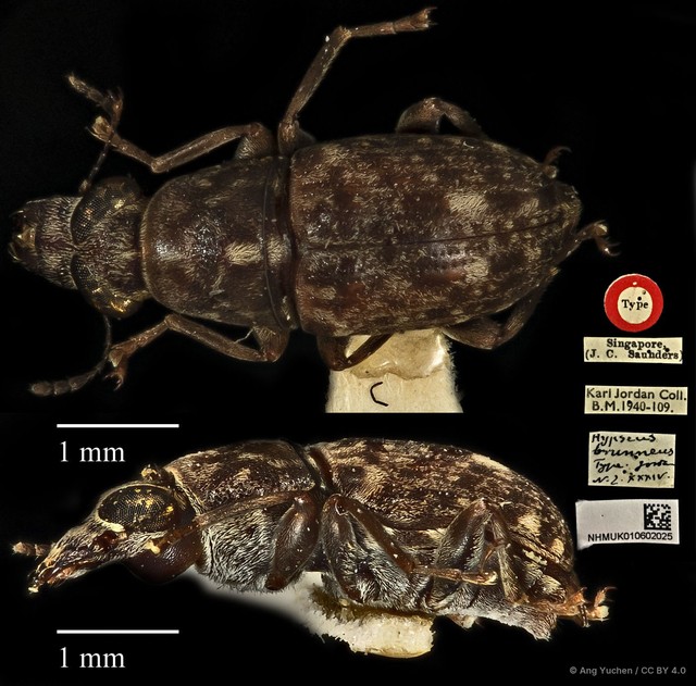 Hypseus brunneus • © Ang Yuchen • CC BY 4.0