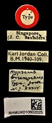 Hypseus brunneus • All Rights Reserved Museum Label