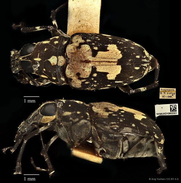 Litocerus dorsalis • © Ang Yuchen • CC BY 4.0
