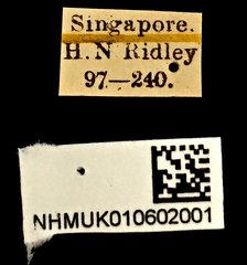 Litocerus dorsalis • All Rights Reserved Museum Label