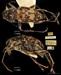 Litocerus figuratus • © Ang Yuchen • CC BY 4.0